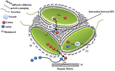 Microbially Induced Calcium Carbonate Precipitation (MICP) and Its Potential in Bioconcrete: Microbiological and Molecular Concepts